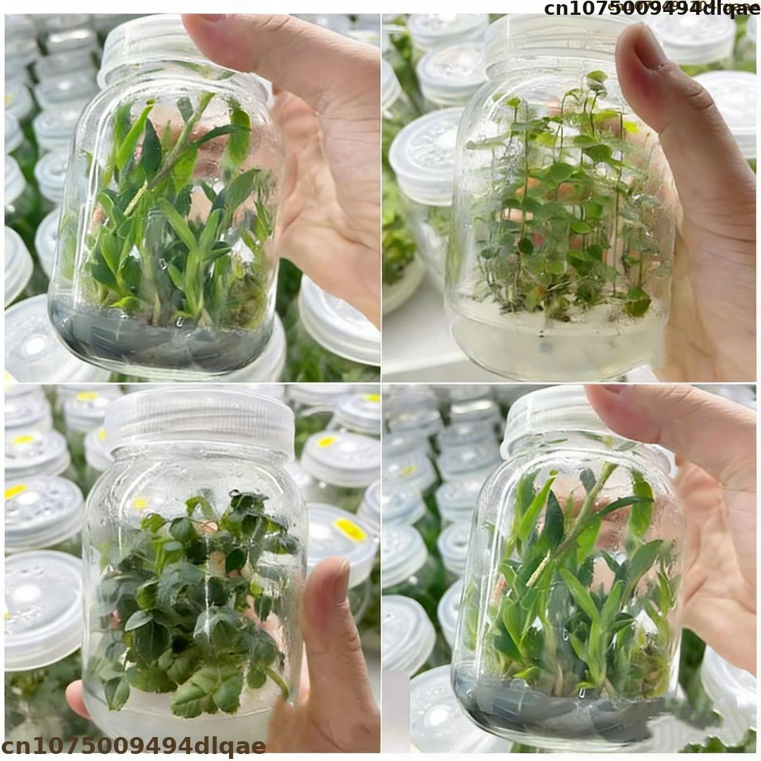 植物組織培養用アガーパウダー 高ゲル強度 ラボグレード MS - Agar Tissue Culture のレビューと価格